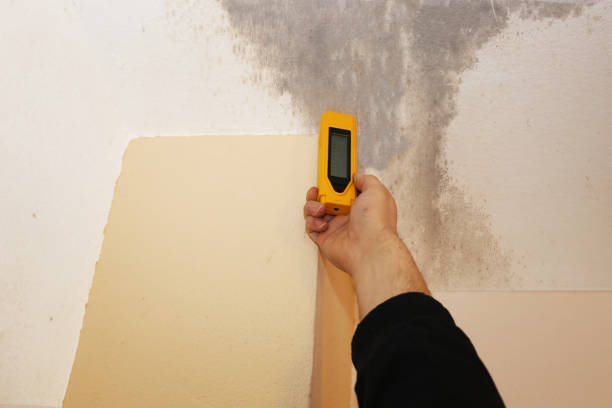 Mold Remediation for Vacation Homes in Ada, MN