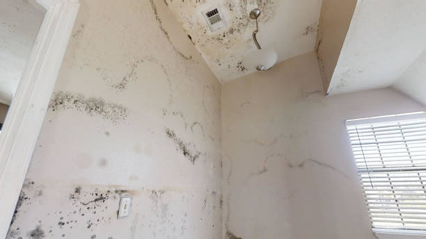 Best Airborne Mold Testing  in Ada, MN