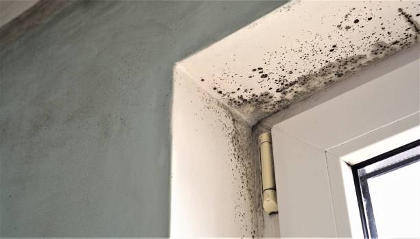Best Indoor Air Quality Assessment  in Ada, MN