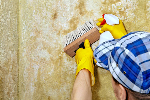 Environmental Consulting for Mold Prevention in Ada, MN