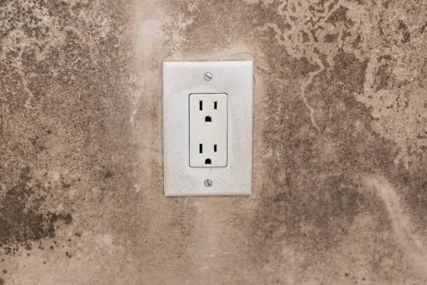 Best Mold Remediation for Vacation Homes  in Ada, MN