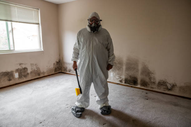 Best Asbestos and Lead Testing During Mold Inspection  in Ada, MN
