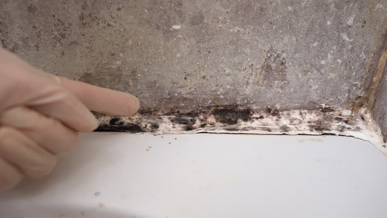 Best Commercial Mold Inspection  in Ada, MN