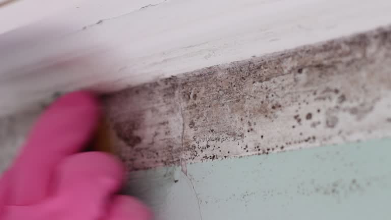 Best Environmental Consulting for Mold Prevention  in Ada, MN